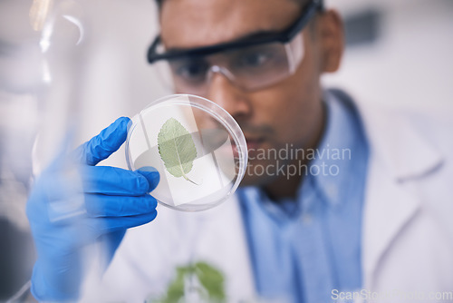 Image of Science, plant in dish and man in laboratory, research and thinking with growth in natural medicine. Biotechnology, pharmaceutical study or medical scientist with leaf, lab technician leaves in glass