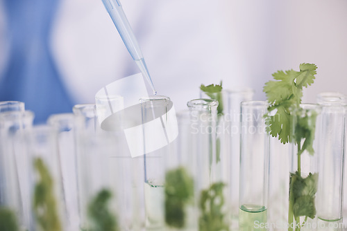 Image of Science, leaves in test tube and lab research on growth, development and natural medicine. Biotechnology, pharmaceutical study and scientist with pipette, medical laboratory and leaf in glass