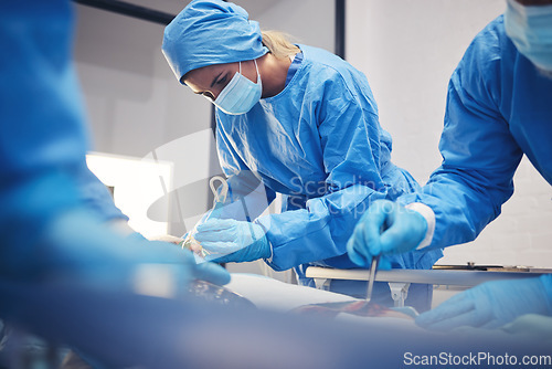 Image of Woman, medical group or surgery operation, hospital support and doctors healing wound, injury or patient anatomy. Cancer treatment, ICU team or closeup surgeon collaboration in operating room theater