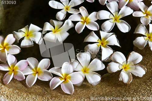 Image of Floating flowers