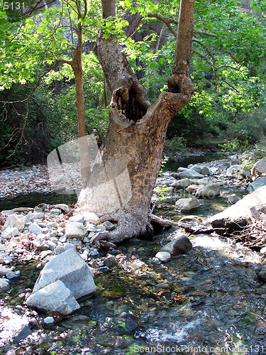 Image of Tree in the middle. Cyprus