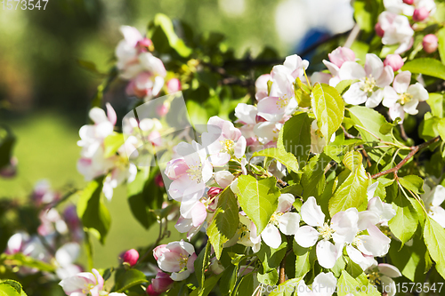 Image of plants in bloom