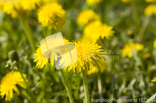 Image of beautiful yellow dandelion