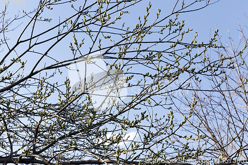 Image of tree branches