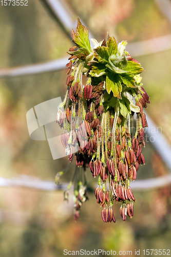 Image of beautiful maple tree