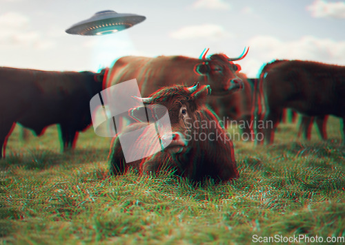 Image of Ufo, futuristic and spaceship with cow on farm for science fiction, agriculture and universe. Galaxy, mission and outer space with spacecraft and alien abduction in countryside for planet and drone