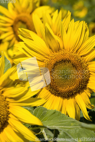 Image of sunflowers, territory of Eastern Europe