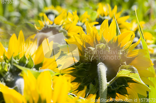 Image of large number of yellow sunflowers