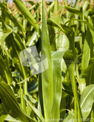 Image of bright sunflower with corn