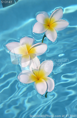 Image of Three frangipanis Floating on Swimming Pool