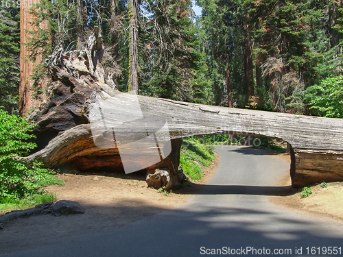 Image of Tunnel tree at Sequoia National Park