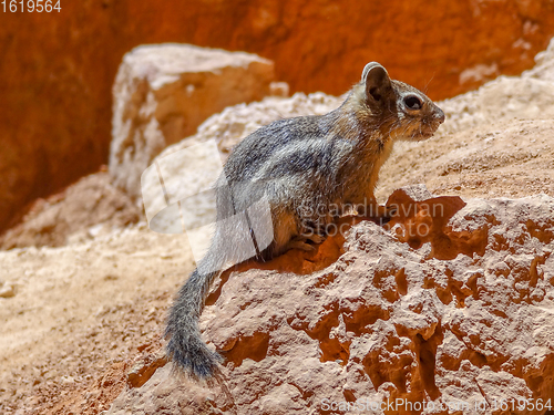 Image of Golden-mantled ground squirrel