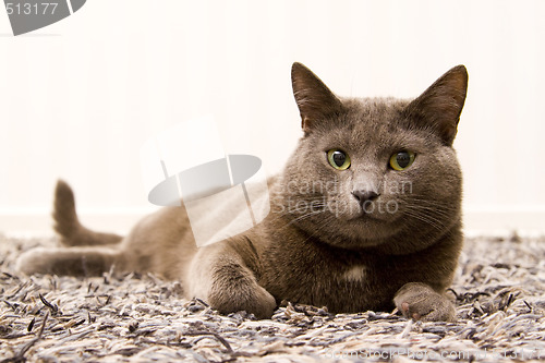 Image of gray cat