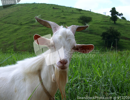 Image of sympathetic she-goat staring at you