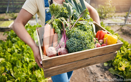 Image of Greenhouse, hands of woman with box of vegetables and sustainable small business in agriculture. Girl working at farm, natural food and agro growth in summer with organic beetroot, carrots and pepper