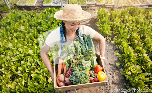 Image of Farmer, woman and vegetables box for agriculture, sustainability or farming in greenhouse and agro business. worker with green harvest or gardening in commerce, food product or groceries basket above