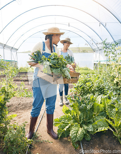 Image of Women team, agriculture and vegetable farming in a greenhouse for harvest and sustainability. Farmer people working together on a farm for eco lifestyle, agro startup or organic food for wellness