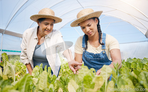 Image of Farming, agriculture and women talking of plants in greenhouse for sustainability. Farmer people working together for eco lifestyle, agro startup or organic food, vegetable or lettuce for wellness