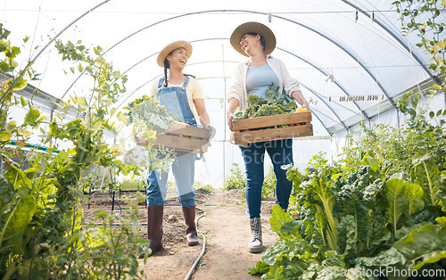 Image of Greenhouse, happy women together with box of vegetables and sustainable small business and garden agriculture. Friends working at farm, smile and growth in summer with organic agro food employees.