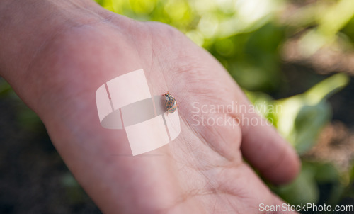 Image of Hand, nature and a ladybug in the garden with a person outdoor for sustainability or agriculture closeup. Farming, spring and environment with an insect in a natural habitat as a part of wildlife