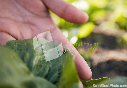 Image of Hand, farming and a ladybug in the garden with a person outdoor for sustainability or agriculture closeup. Nature, spring and environment with an insect in a natural habitat as a part of wildlife