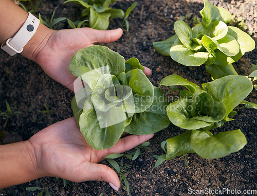 Image of Hands, lettuce and gardening plants for farming, agriculture and sustainable growth in sand from above. Closeup, farmer and check progress of green leaf vegetables in soil, land or ecology inspection