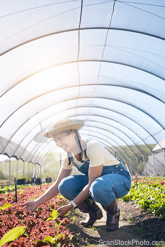 Image of Farmer, woman and plants in greenhouse for farming, agriculture and vegetables growth or production. Excited worker in field for quality assurance, gardening or green and red lettuce in agro business