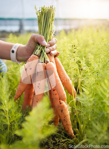 Image of Farmer holding carrots in hand, plants at sustainable small business in agriculture and natural organic food. Person at agro greenhouse, vegetable harvest and growth in garden with eco friendly pride