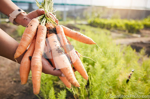 Image of Greenhouse, carrots in hand and plants at sustainable small business, agriculture and natural organic food. Person in agro farming, vegetable harvest and growth in gardening with eco friendly stock.