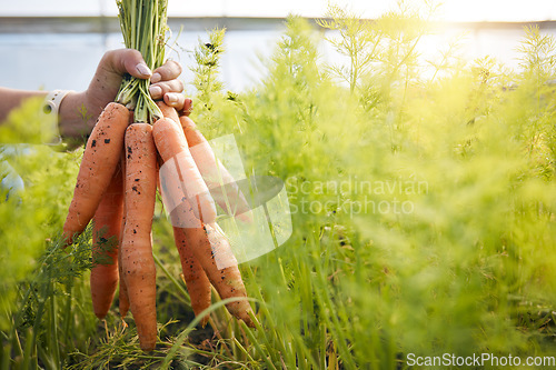 Image of Farmer with carrots in hand, plants and agriculture at sustainable small business with natural organic food. Person at agro greenhouse, vegetable harvest and growth in garden with eco friendly pride.