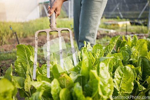 Image of Farm, fork and farmer in a spinach garden working on sustainable produce for organic agriculture or food. Closeup, vegetables and person harvest fresh product for agro nutrition in the countryside