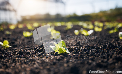 Image of Closeup, lettuce and gardening plants for farming, agriculture and growth in nature, sand and sustainable field. Background, soil and sustainability of land, leaf vegetables and ecology in greenhouse