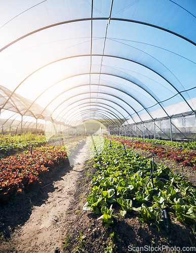 Image of Greenhouse background, plants and growth for farming, agriculture and vegetables, fertilizer and soil. Empty field with food security, gardening and green and red lettuce for harvest in agro business
