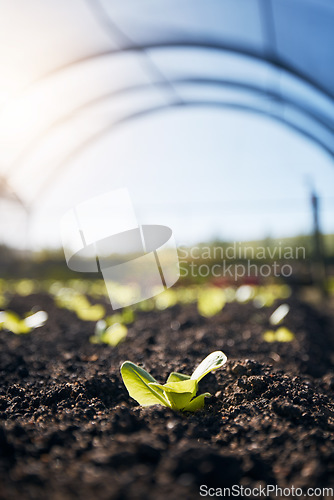 Image of Plants, green growth and greenhouse background for farming, agriculture and vegetables growth in fertilizer or soil. Empty field for agro business, sustainability and gardening with leaves or lettuce