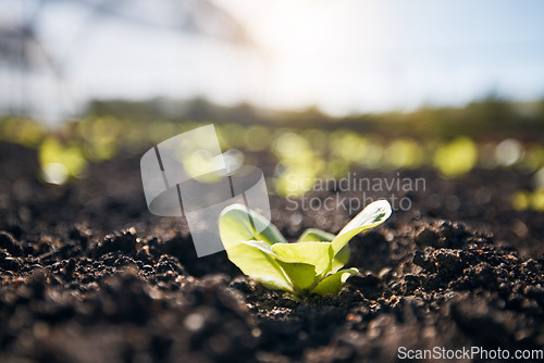 Image of Plants, green lettuce and agriculture background for farming, and vegetables growth or production in fertilizer or soil. Empty field and sustainability, gardening or leaves in sand for agro business