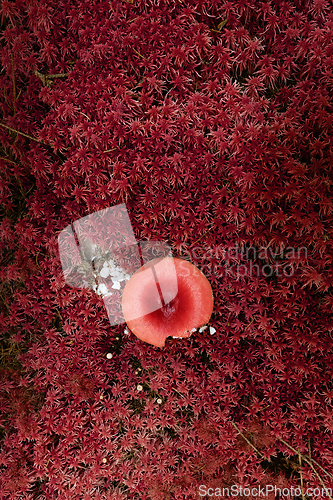 Image of abstract fly agaric in red moss