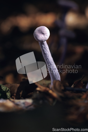 Image of amethyst deceiver on forest ground