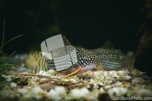 Image of beautiful sterbai cory