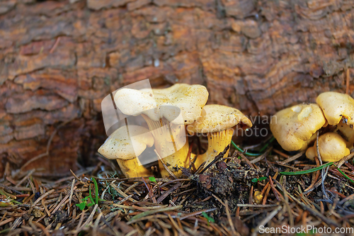 Image of colorful chanterelles growing in natural habitat