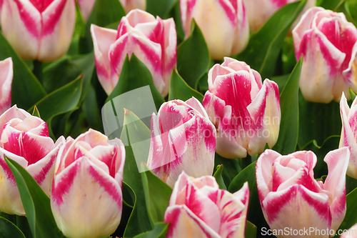 Image of motley tulips in the garden