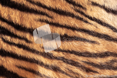 Image of real tiger stripes on animal pelt