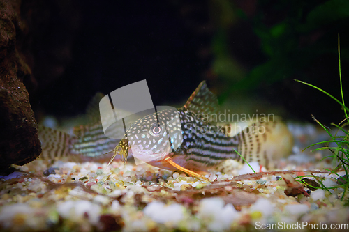 Image of sterbai cory close up