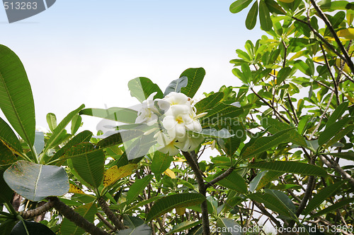 Image of Frangipani