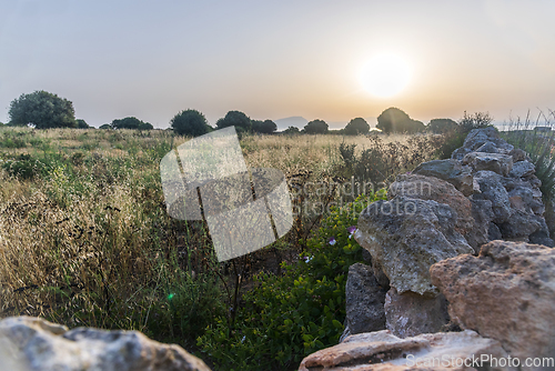 Image of Landscape with meadow, olive trees and stone wall at sunrise