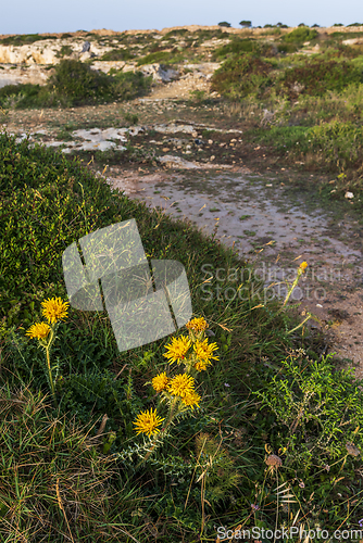 Image of A  yellow thistle blooming in the spring by a road