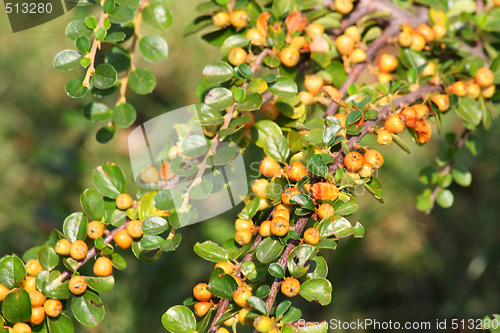 Image of Summer berries