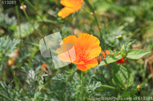 Image of Mexican poppy