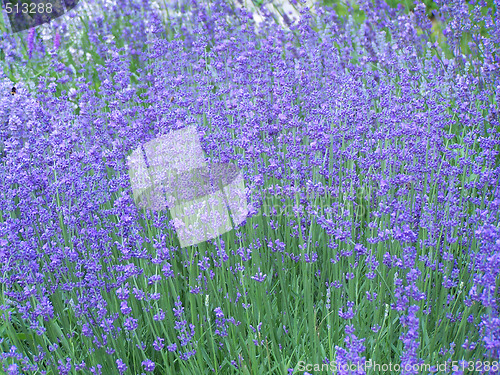 Image of Lavender