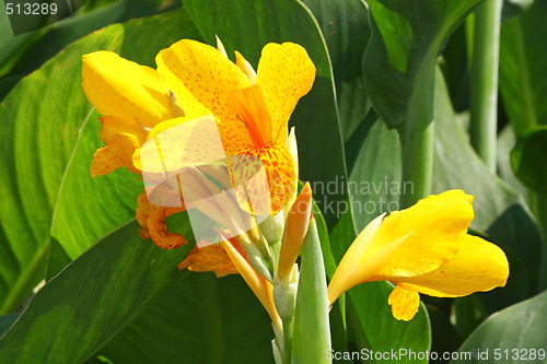 Image of Yellow lily