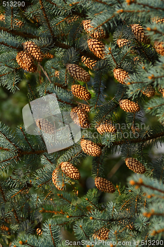 Image of Xmas tree branches